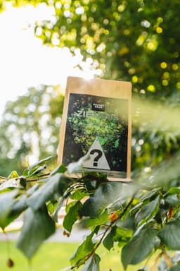 Ziedonis - thumbnail 3