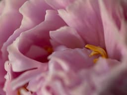 Shyira – Ruanda – natural - thumbnail 2