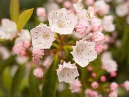 Shyira – Ruanda – washed - thumbnail 2