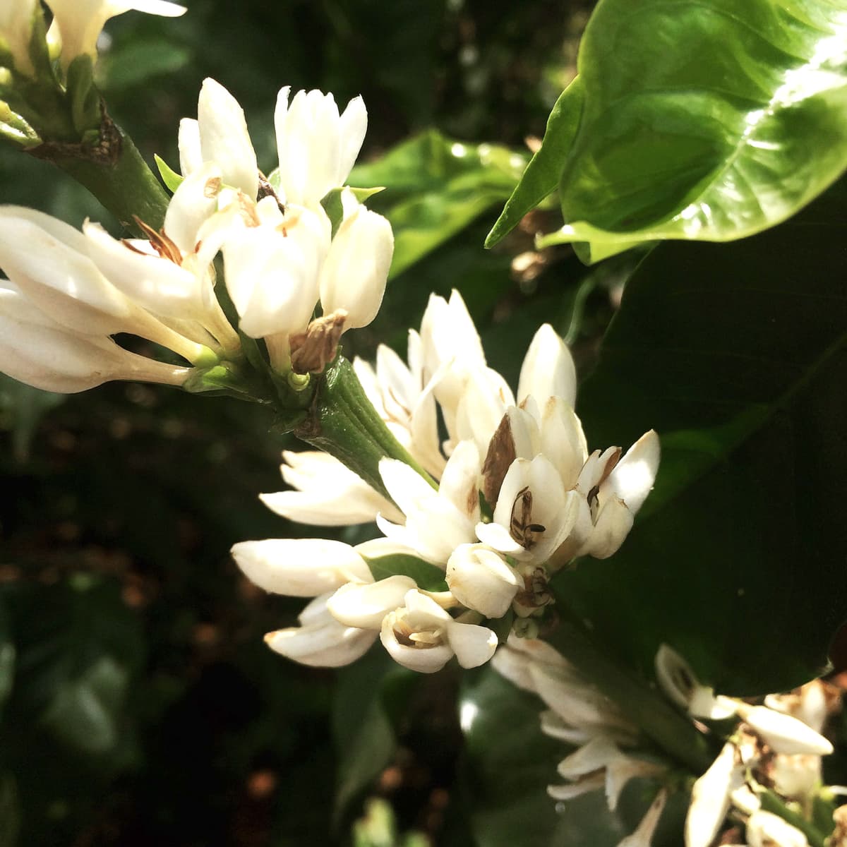 FAF Mountain Mogiana