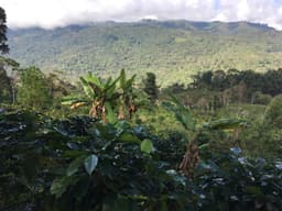 Los Mellizos - Espresso Roast - thumbnail 3