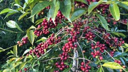 Sidamo - Omni Roast - thumbnail 4