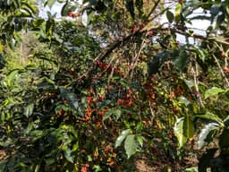 Sidamo - Omni Roast - thumbnail 3