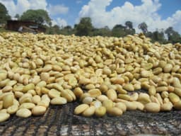 Sidamo - Omni Roast - thumbnail 2