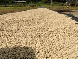 Sidamo - Omni Roast - thumbnail 6