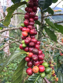 Los Mellizos - Espresso Roast - thumbnail 2