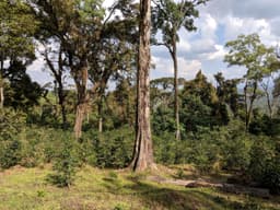 Sidamo - Omni Roast - thumbnail 5