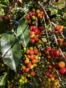 Sidamo - Omni Roast - thumbnail 7