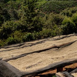 KENYA Gondo AA – Filter - thumbnail 2