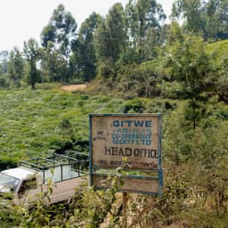 KENYA Gondo AA – Filter - thumbnail 3