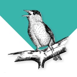 Blackcap - thumbnail 1