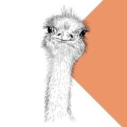 Ostrich - thumbnail 1