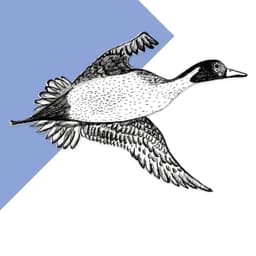 Pintail - thumbnail 1