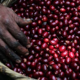 El Salvador Purple Pacamara - thumbnail 2