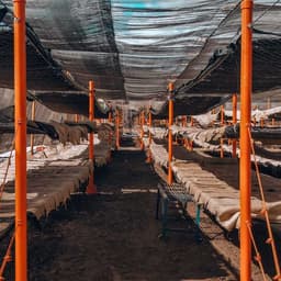 Nicaragua Balladares Caturra Natural - thumbnail 3