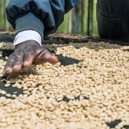 SOL - Sommarkaffe 2026 - Gringo Nordic Coffee Roaster - thumbnail 3