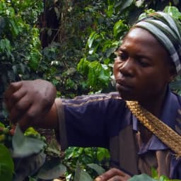 Kongo Kivu Blue Mountain - thumbnail 4