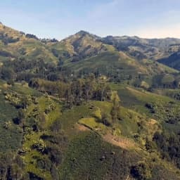 Kongo Kivu Blue Mountain - thumbnail 5