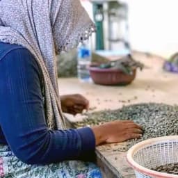 Sumatra Ketiara Gayo ORGANIC - thumbnail 3