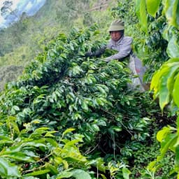 Sumatra Ketiara Gayo ORGANIC - thumbnail 4
