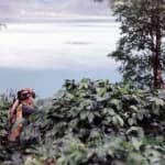Sumatra Ketiara Gayo ORGANIC - thumbnail 5