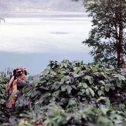 Sumatra Ketiara Gayo ORGANIC - thumbnail 2