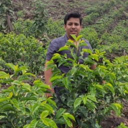 Peru La Ponderosa Anaerobic Washed Geisha - thumbnail 3