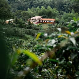 Colombia El Placer White Honey Geisha - thumbnail 5