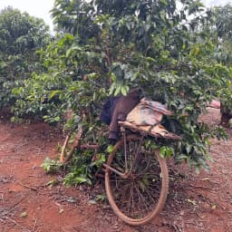 Kenya Kiriga Estate AA - thumbnail 3