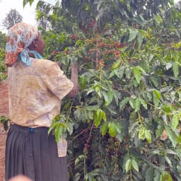 Kenya Kiriga Estate AA - thumbnail 4