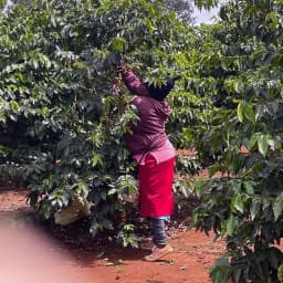 Kenya Kiriga Estate AA - thumbnail 5
