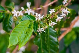 Brazil, Daterra | Blossom - thumbnail 2