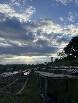 Ruanda Women's Coffee Project - thumbnail 4