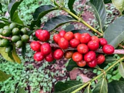 Kenya Ol'ochoy - thumbnail 6