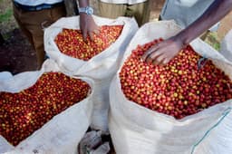 Kenya Ol'ochoy - thumbnail 4