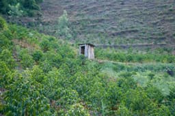 Kenya Ol'ochoy - thumbnail 8