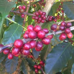 Brasilien – Sul de Minas - thumbnail 2