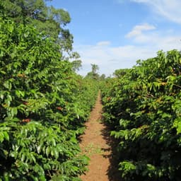 Brasilien – Sul de Minas - thumbnail 3