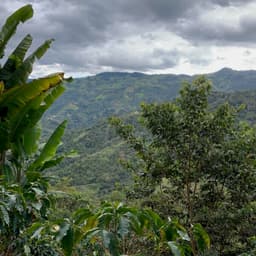 Peru – Café del Futuro - thumbnail 5