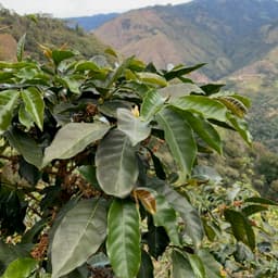 Peru – Café del Futuro - thumbnail 4