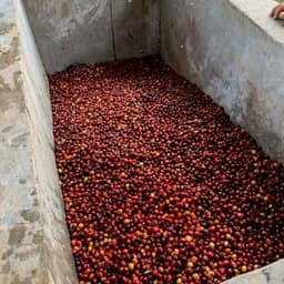 Peru – Café del Futuro - thumbnail 3