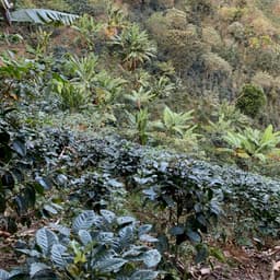 Peru – Café del Futuro - thumbnail 2