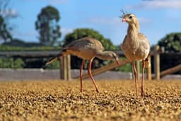 TAARA (INDIA) - FILTER ROAST - thumbnail 3