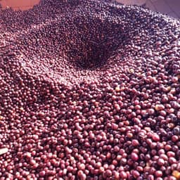 El Puente Project (Colombia) - Filter Roast - thumbnail 4