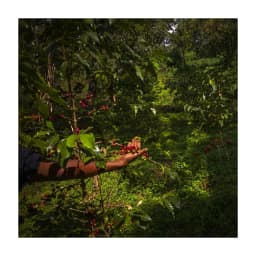 Cafe KSF Goma Forest Bio - thumbnail 3