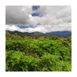 Cafe Las Brujas Pacamara Washed - thumbnail 3