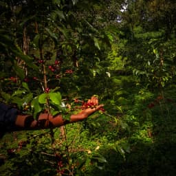 Café KSF Goma Forest Bio - thumbnail 3