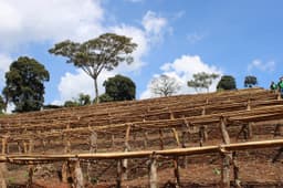 Ethiopia, Koke Honey - thumbnail 2