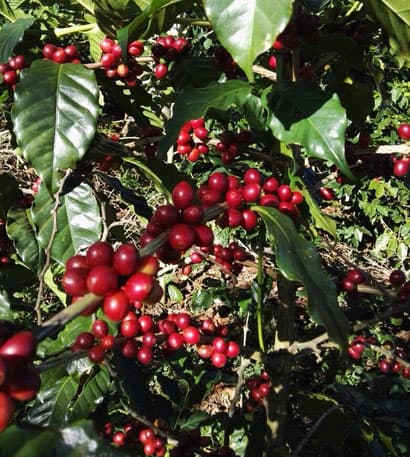 El Salvador - Espresso