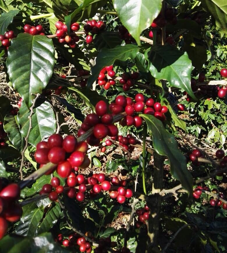 El Salvador "Finca Miravalles"